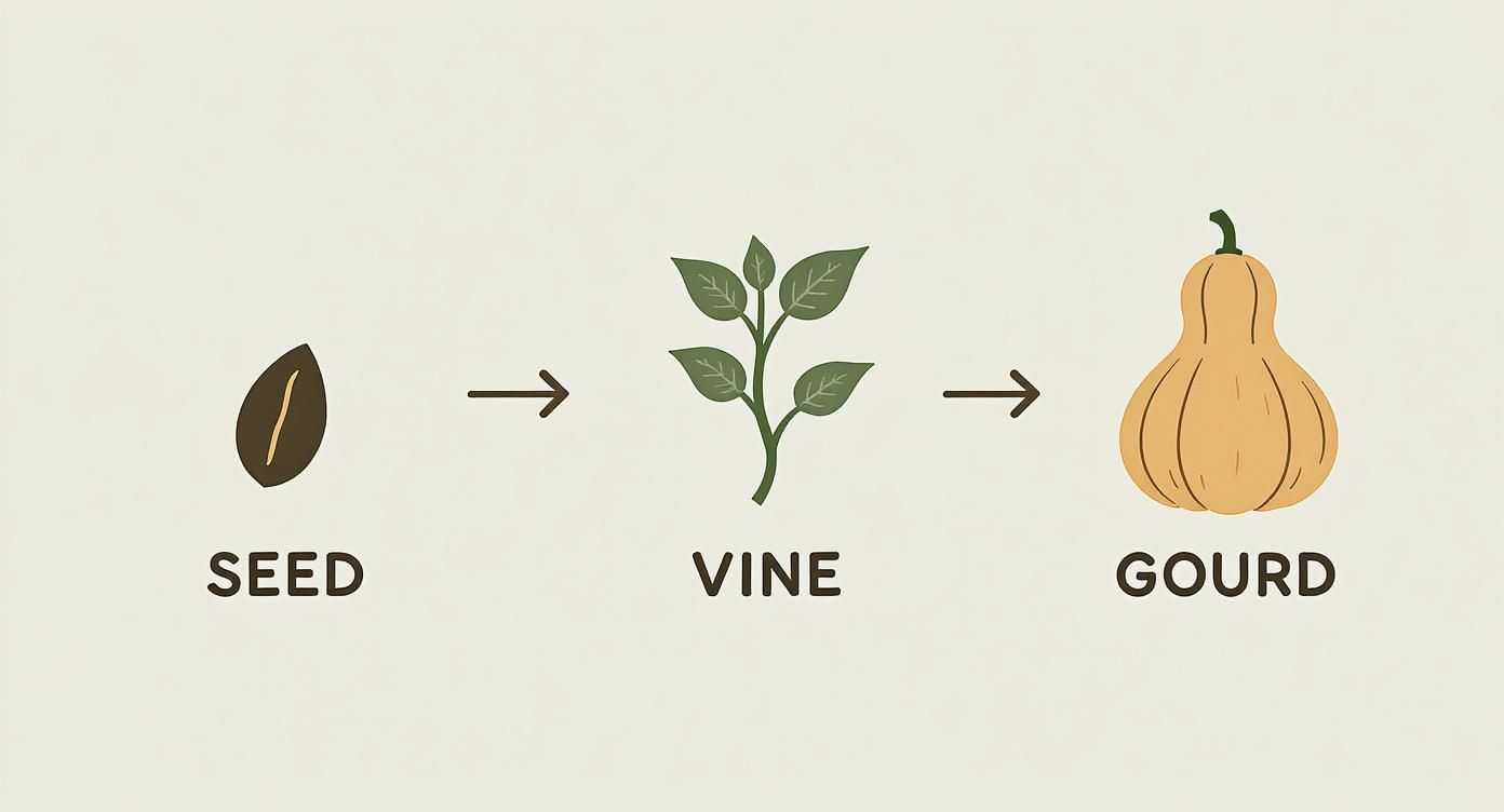 Infographic about how to grow gourds