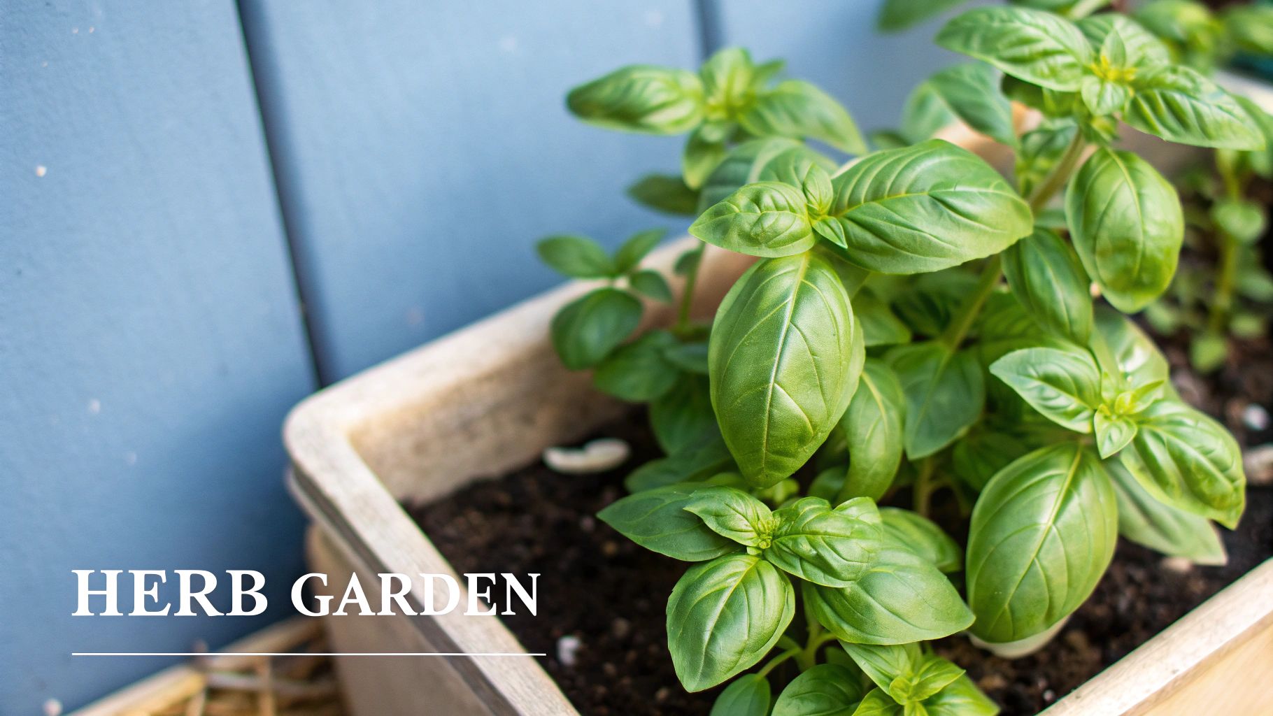 Basil (Ocimum basilicum)
