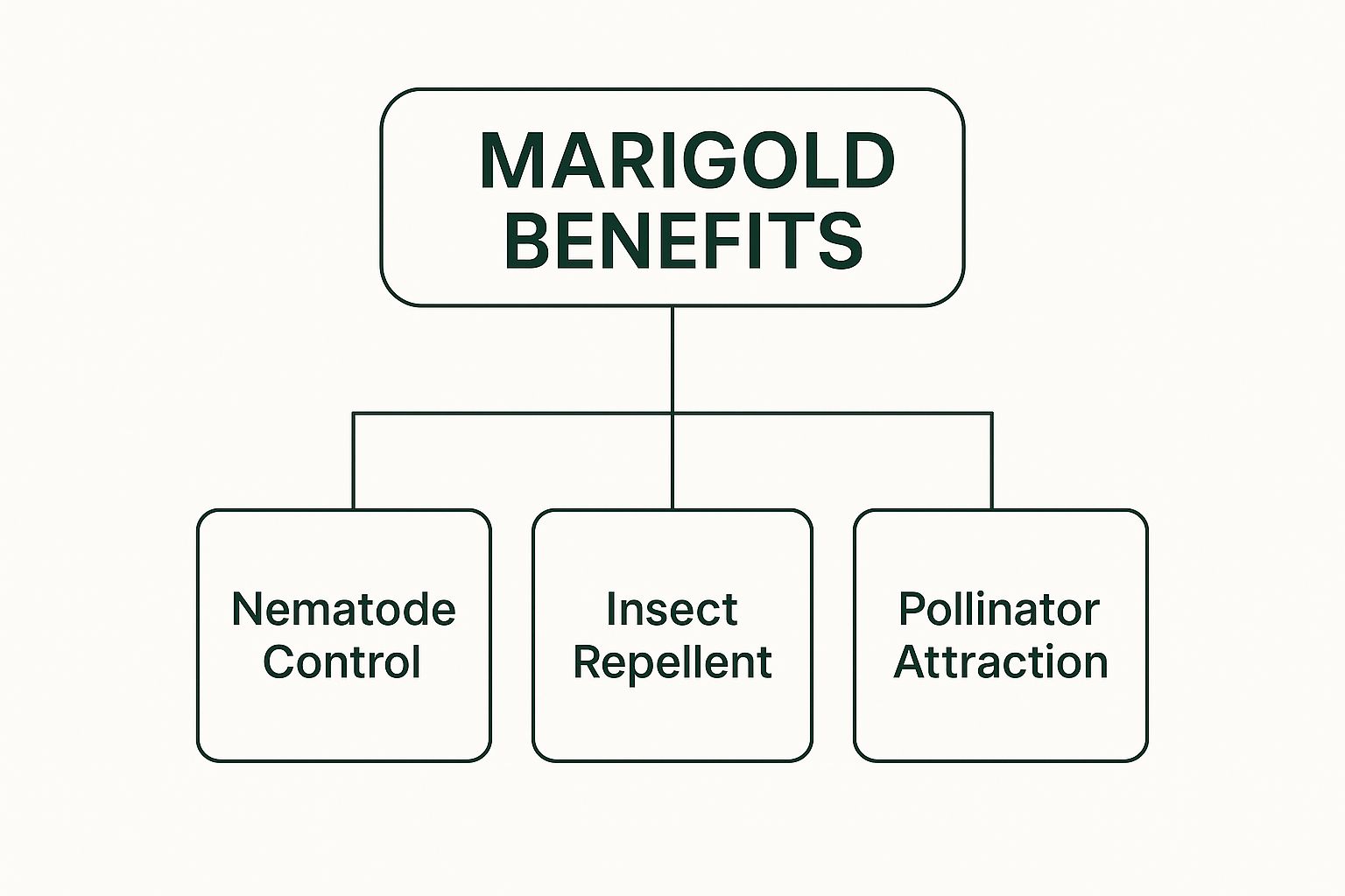 Infographic about marigolds and vegetable gardens