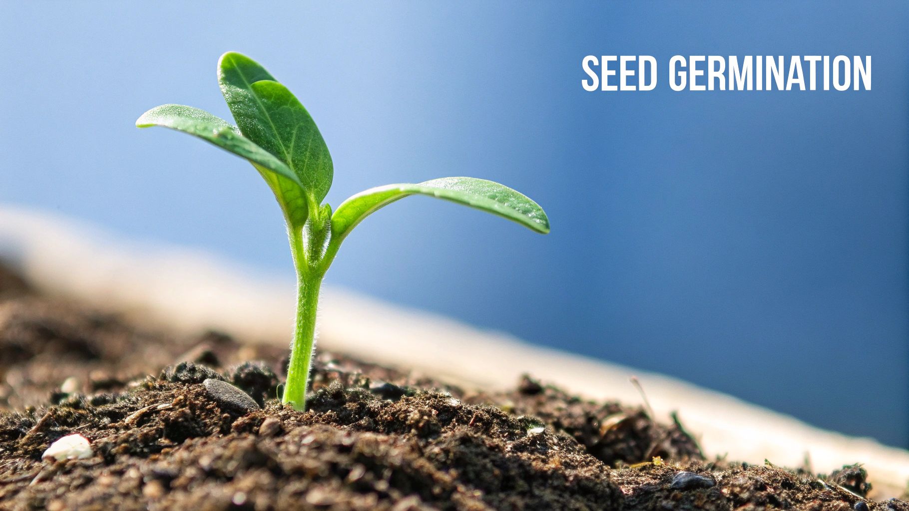 A hand holding a small seedling with soil around its roots, symbolizing the start of plant life.