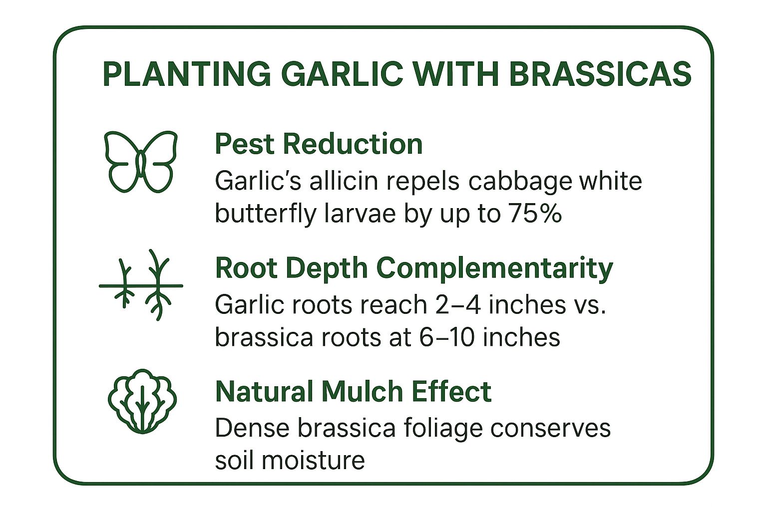 Infographic showing key data about Brassicas (Cabbage, Broccoli, Kale)