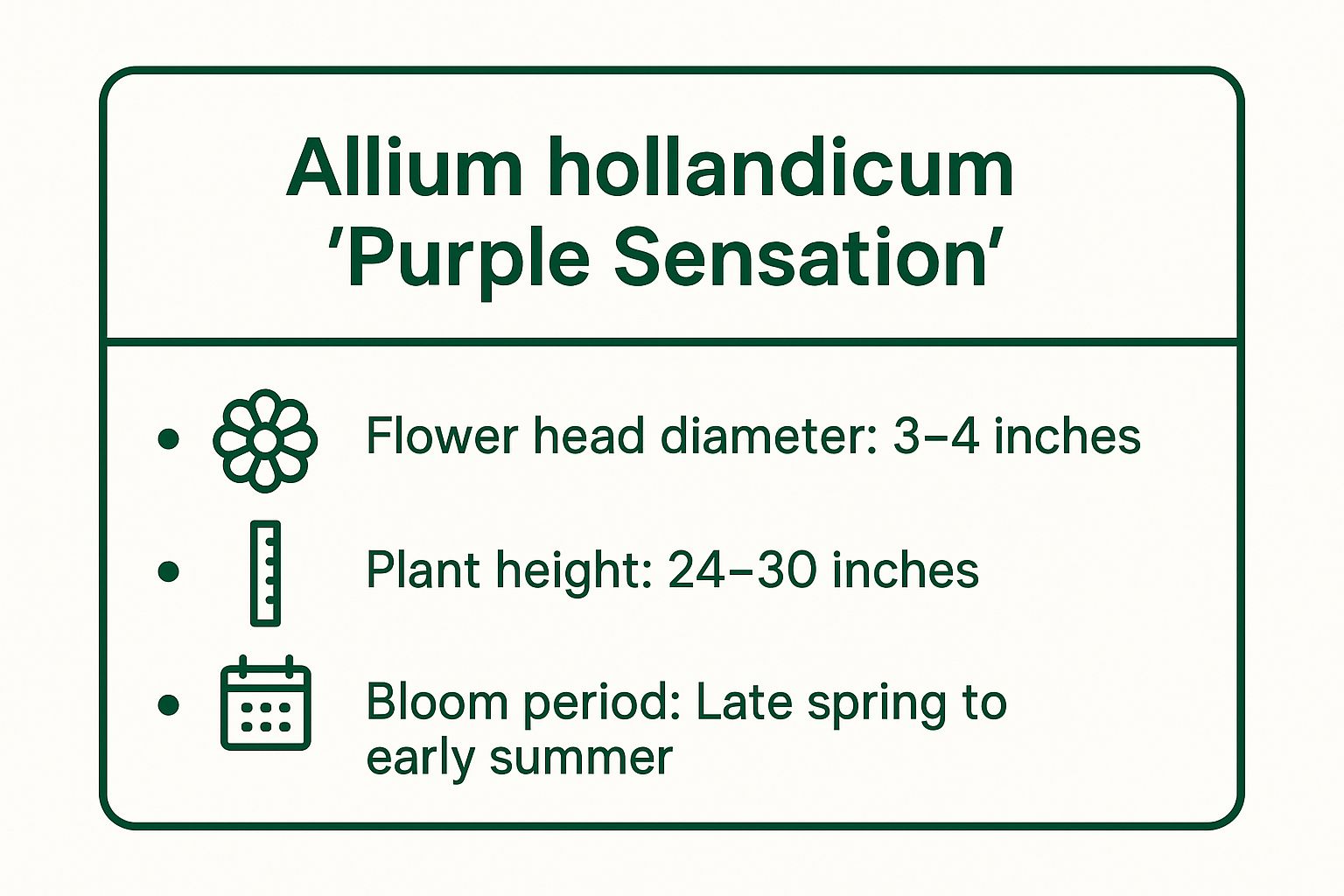 Infographic showing key data about Allium hollandicum 'Purple Sensation'