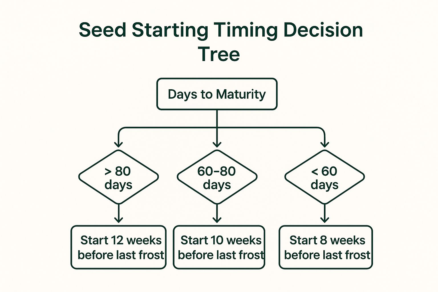 Infographic decision tree showing how to time tomato seed starting based on the variety's days to maturity.