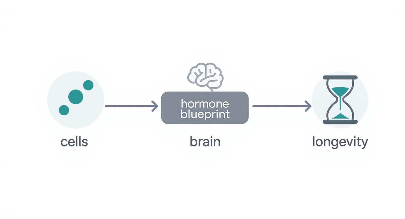 Infographic about female hormone blood test