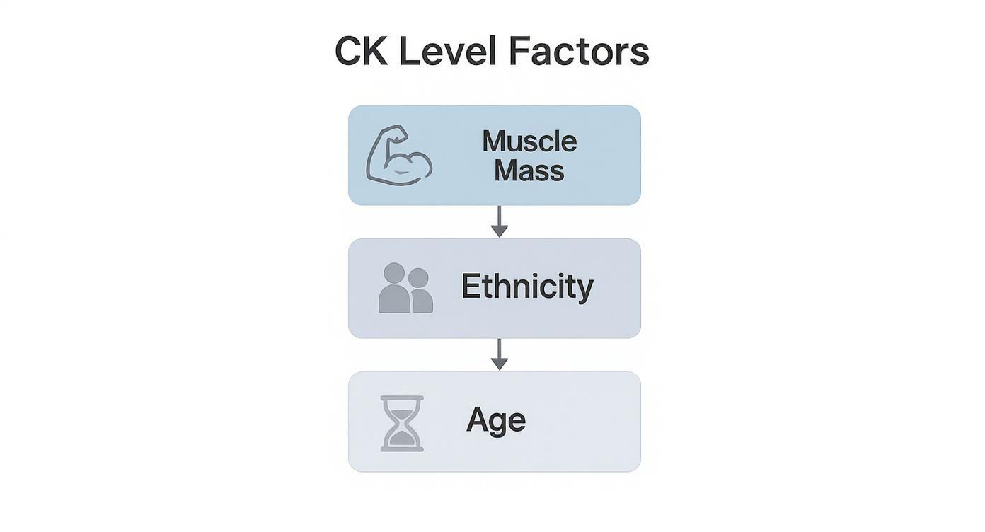 Flowchart showing CK level factors: muscle mass, ethnicity, and age in hierarchical order