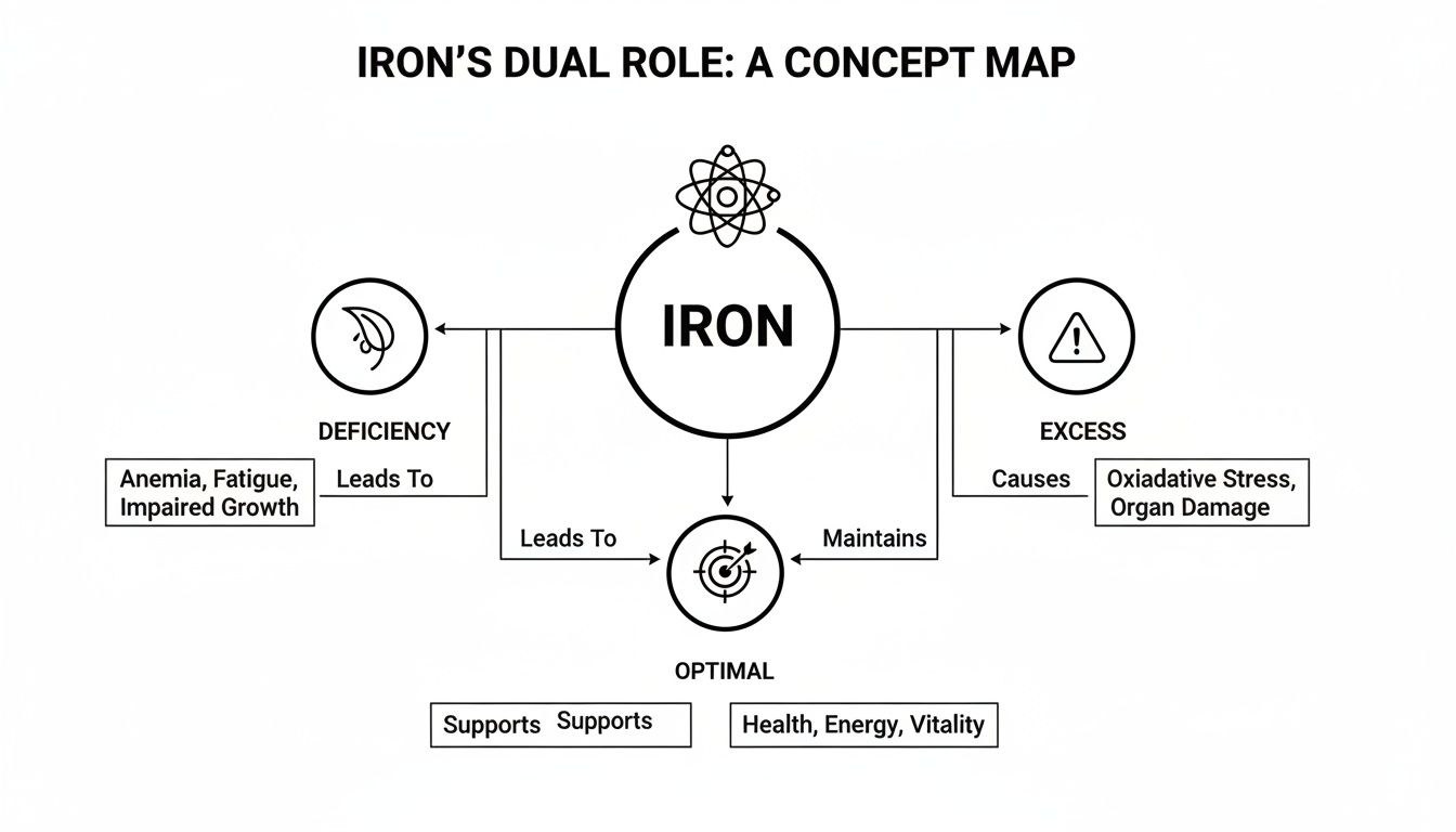 A concept map showing iron's dual role: deficiency leads to anemia, excess causes oxidative stress, and optimal levels support health.