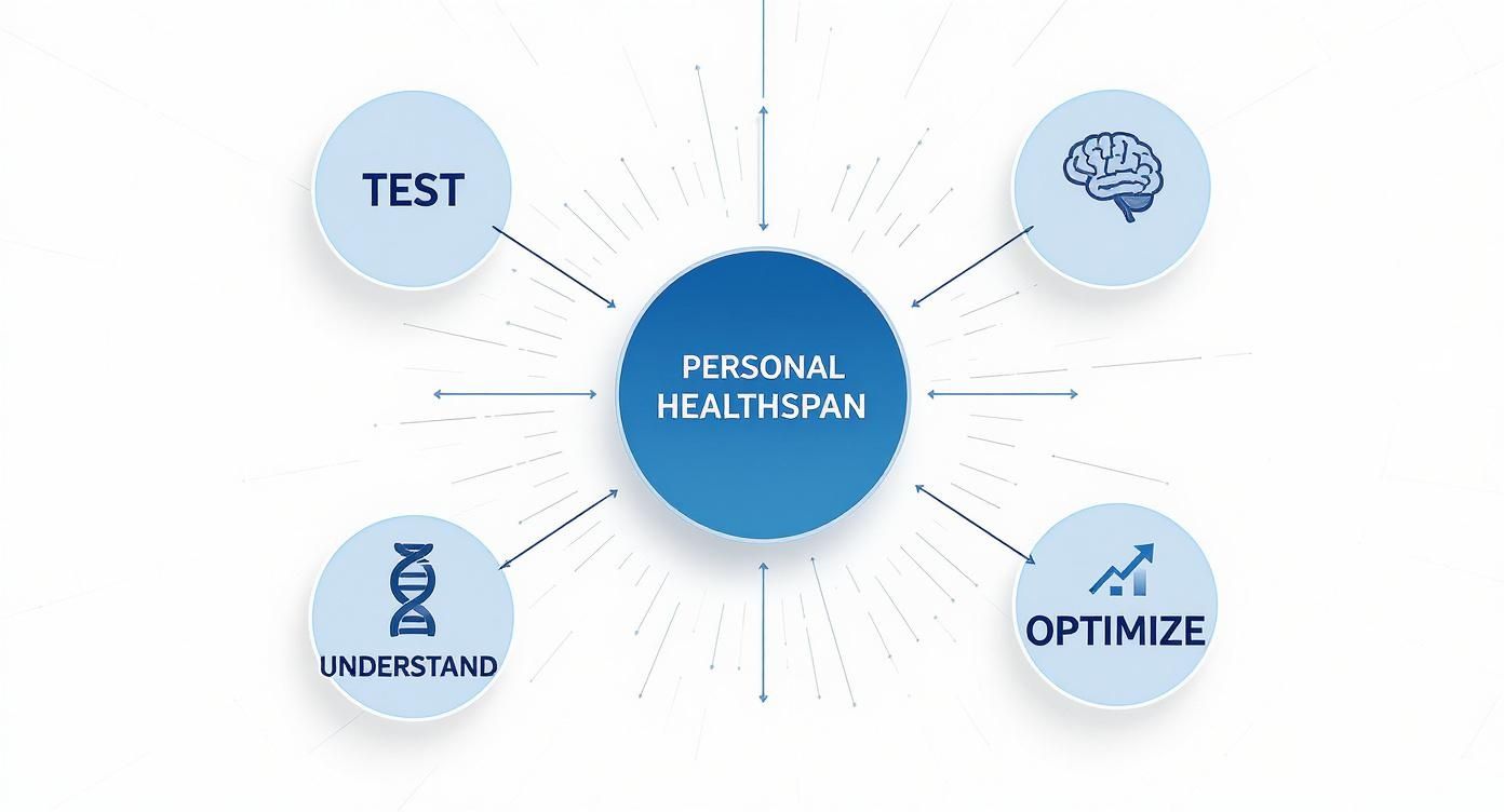 A circular infographic with 'Personal Healthspan' at the center, surrounded by 'Test', brain, 'Optimize', and 'Understand' with a DNA icon.
