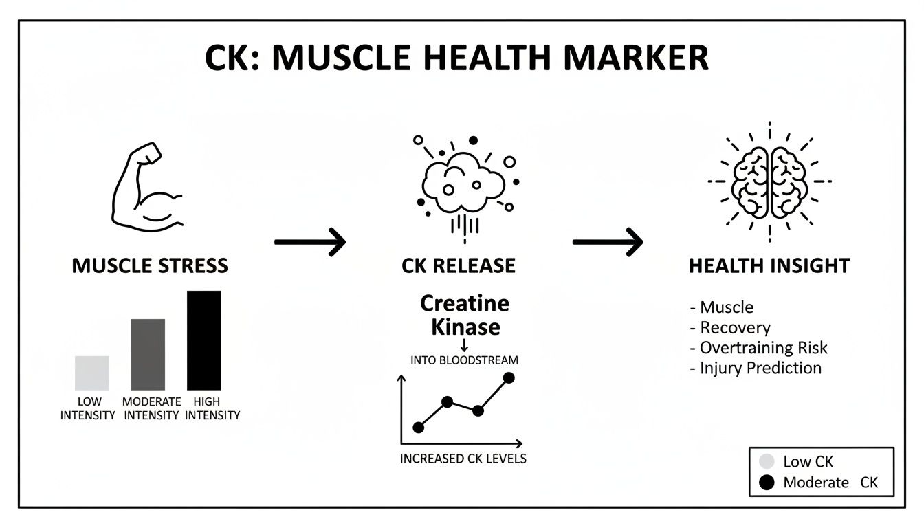 Diagram explaining Creatine Kinase (CK) as a muscle health marker, linking muscle stress to CK release and health insights.