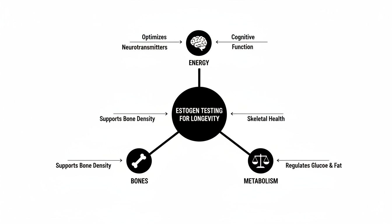 A diagram illustrating the benefits of estrogen testing for longevity, impacting energy, bones, and metabolism.