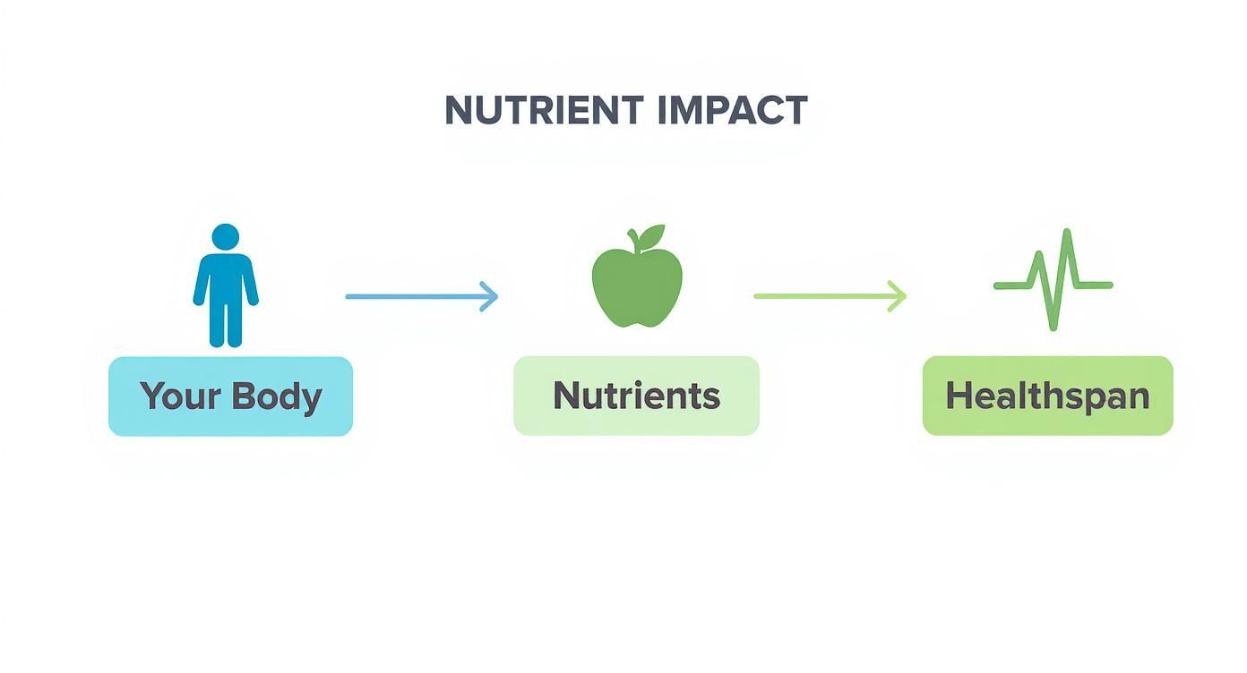Diagram showing nutrient impact flow from your body through nutrients to healthspan with icons