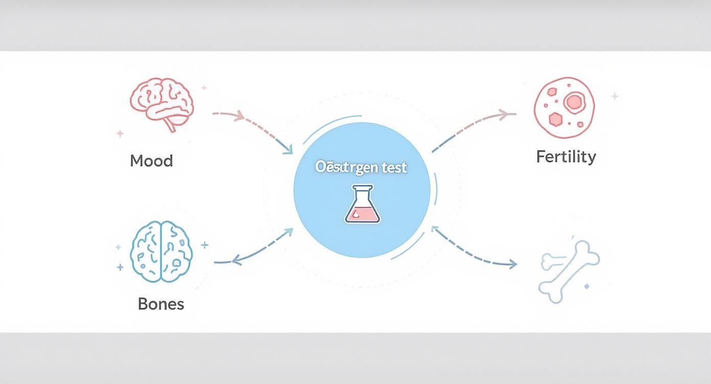 Diagram showing oestrogen test connecting to mood, bones, fertility and health effects illustration