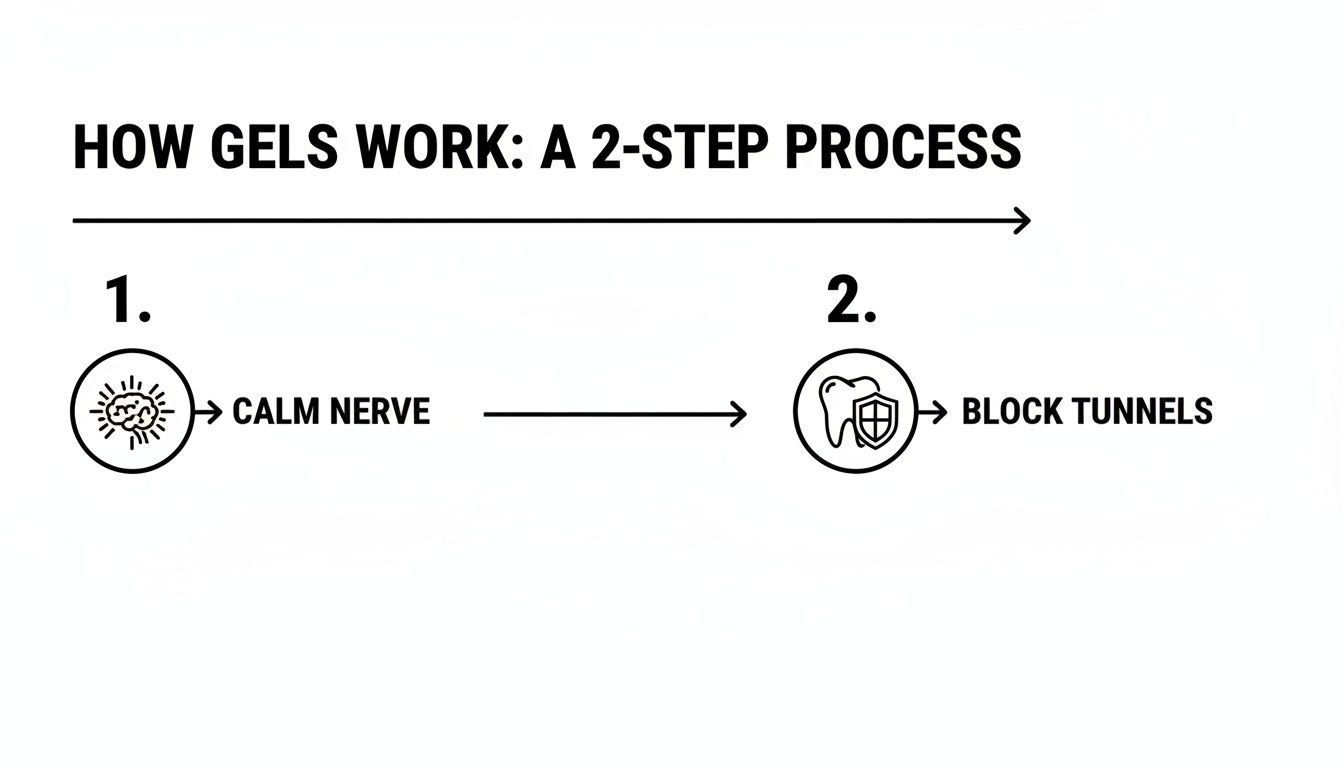 Infographic showing how desensitizing gels work in two steps: calm nerve and block tunnels.