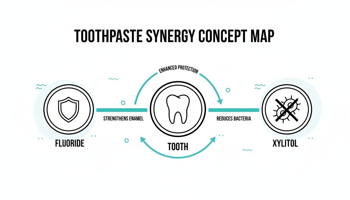 Concept map illustrating how fluoride strengthens enamel and xylitol reduces bacteria for enhanced tooth protection.