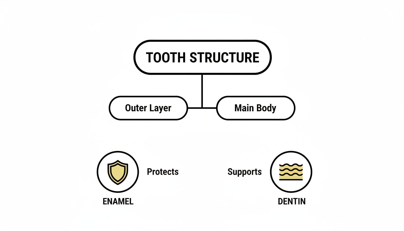 A diagram showing tooth structure, detailing outer layer (enamel) and main body (dentin) functions.