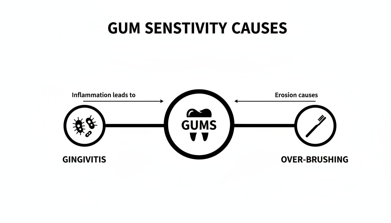 A diagram illustrating gum sensitivity causes: gingivitis leading to inflammation and over-brushing causing erosion.