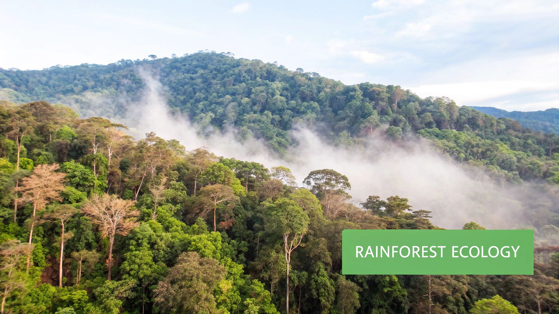 A lush, dense forest with tall trees and vibrant green undergrowth