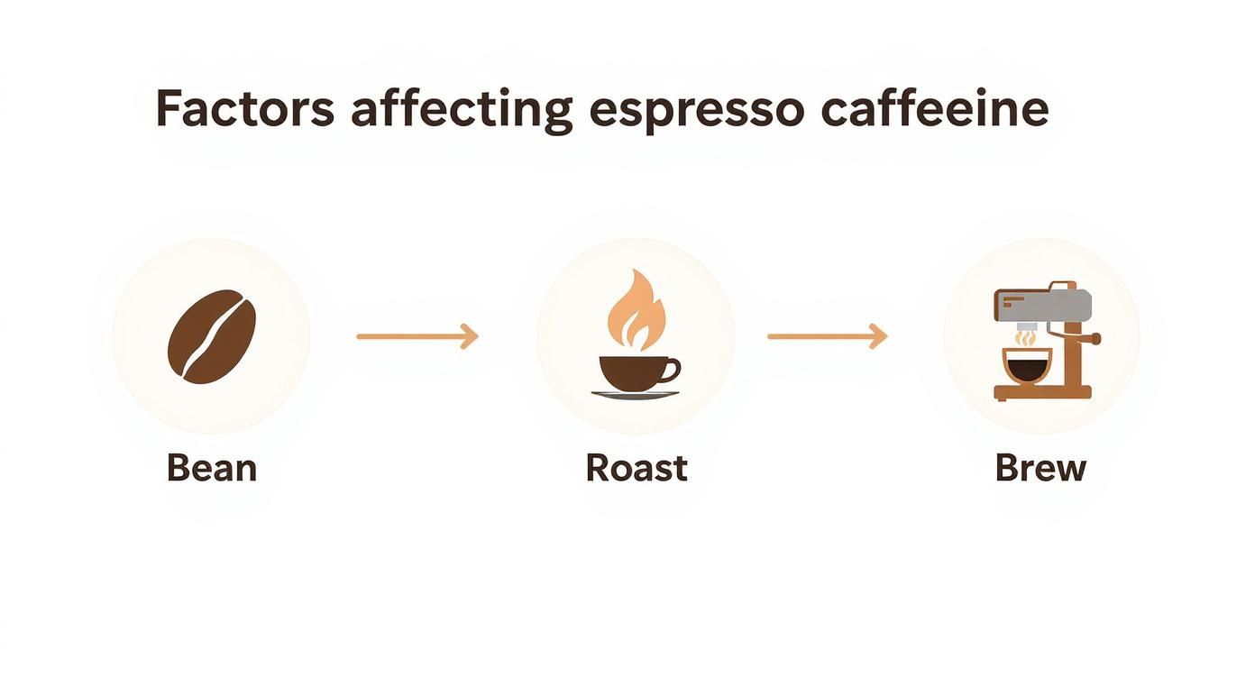 Infographic about how much caffeine in a double shot espresso