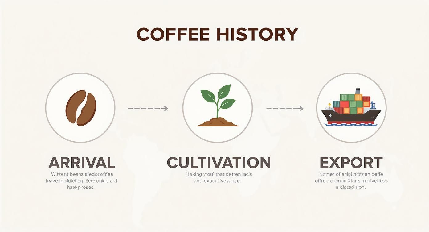 Infographic about coffee from guatemala