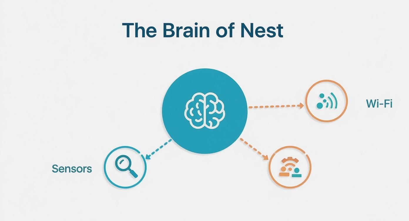 Infographic about how does nest thermostat work