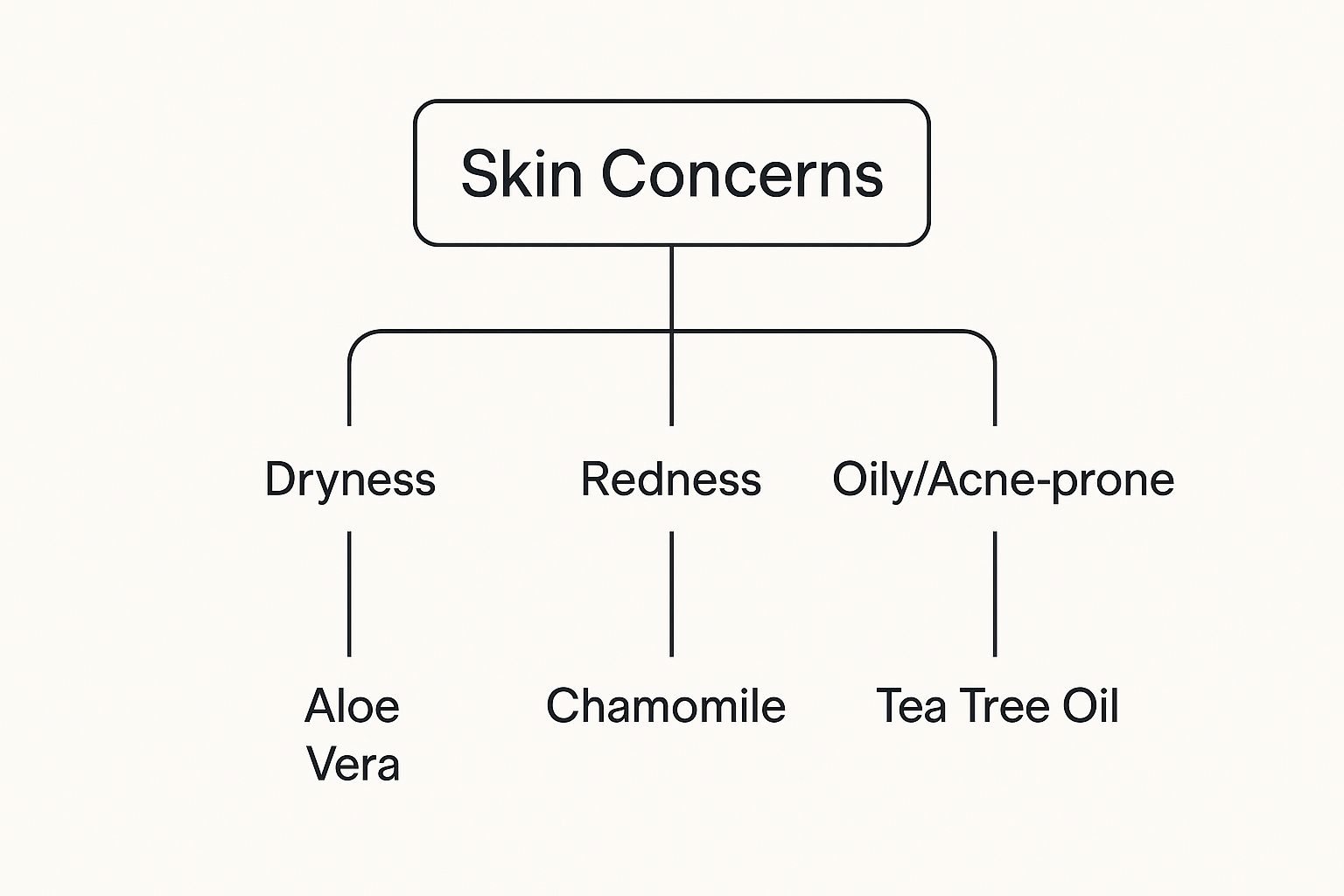 Infographic showing Skin Concerns branching out to Dryness linked with Aloe Vera, Redness with Chamomile, and Oily/Acne-prone with Tea Tree Oil.
