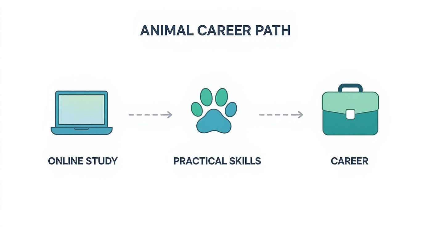 Infographic about accredited animal care courses