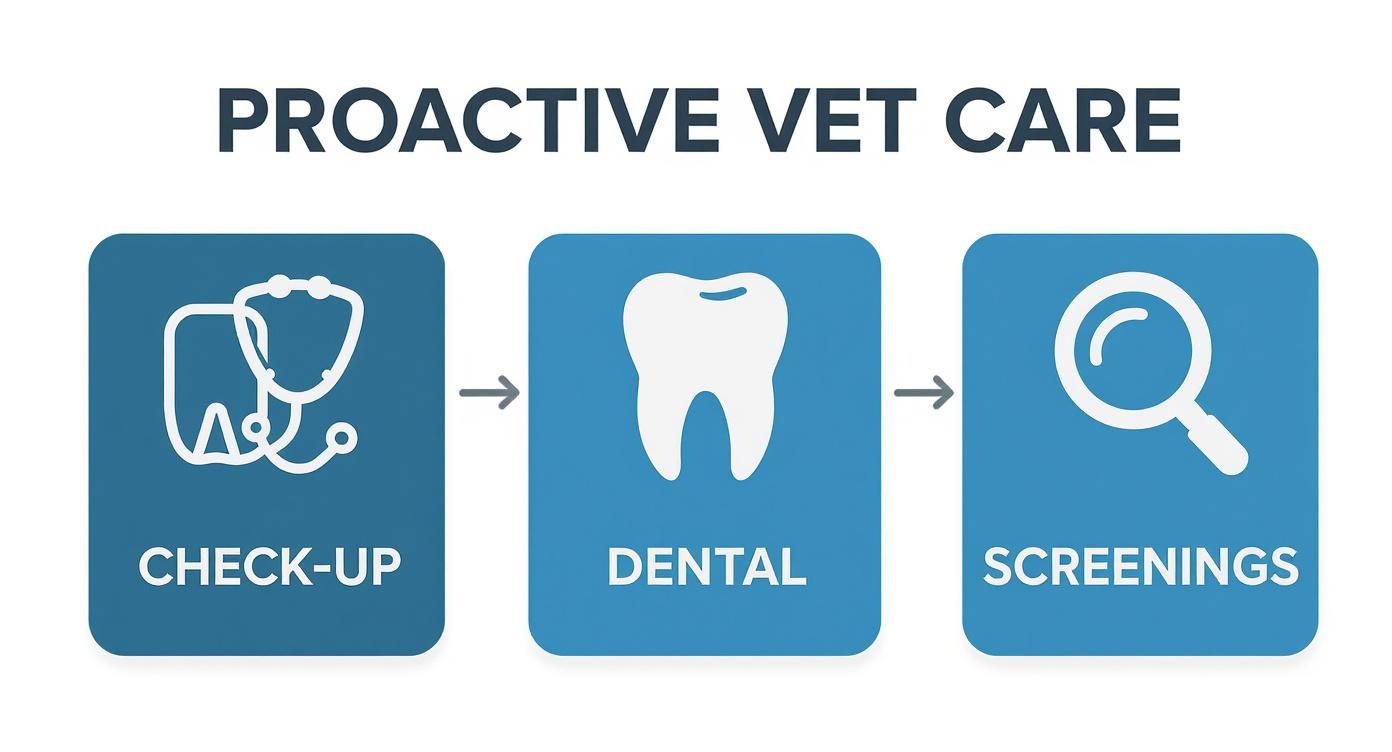An infographic illustrating the three key components of proactive veterinary care for dogs Regular Check-ups, Dental Health, and Preventative Screenings.