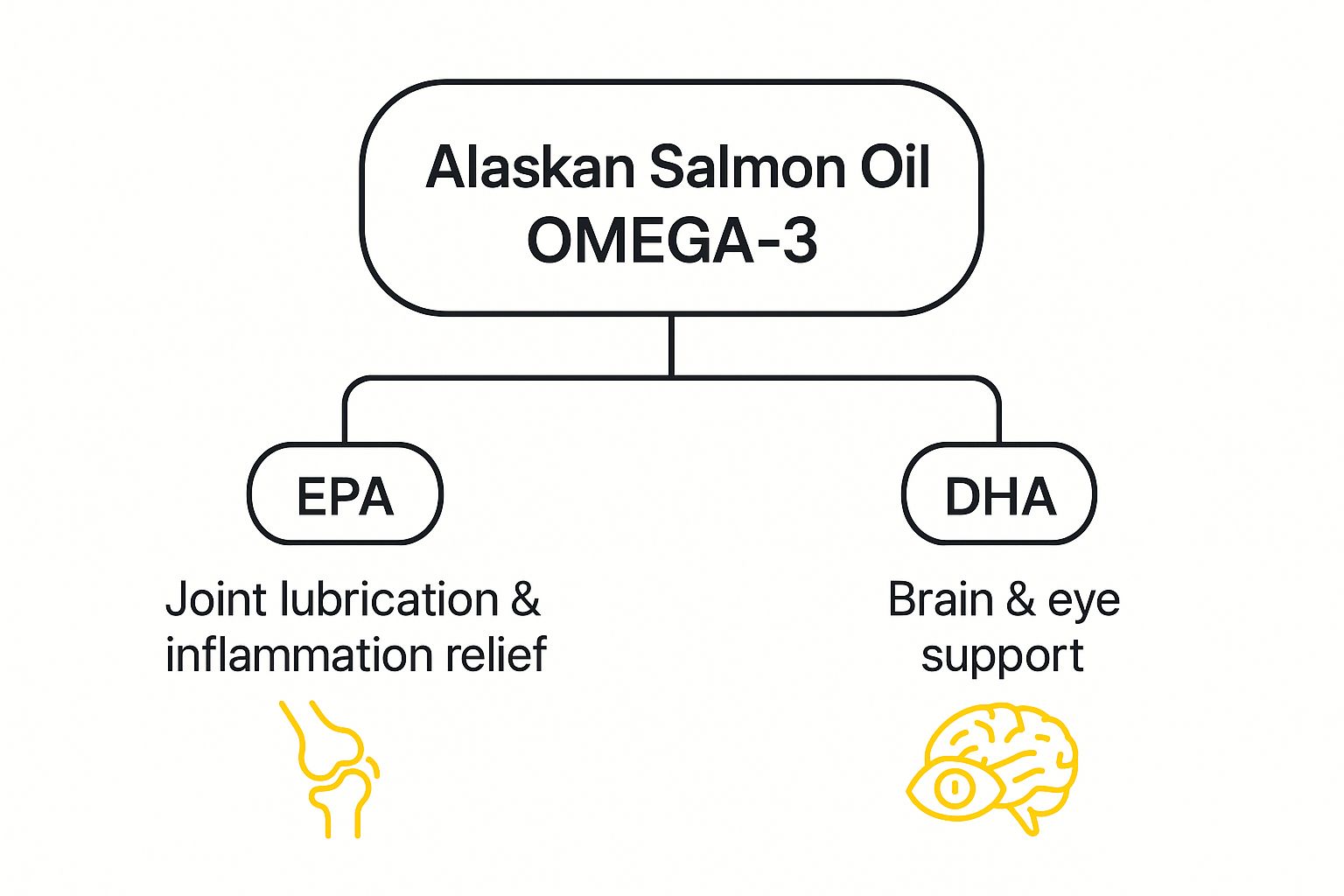 Infographic showing Alaskan Salmon Oil Omega-3 branching into two key components: EPA for joint lubrication & inflammation relief, and DHA for brain & eye support.