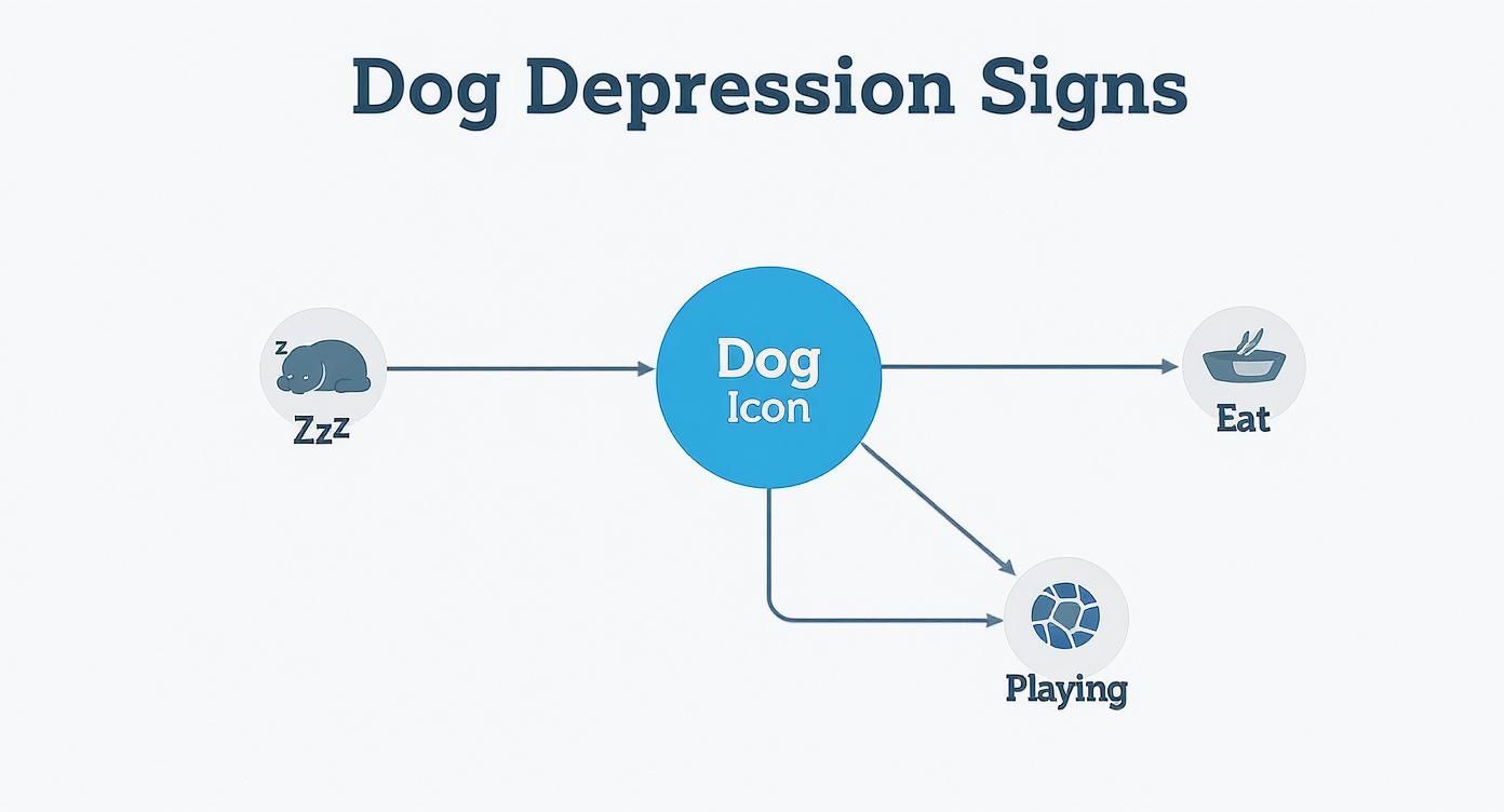 Infographic about dog depression