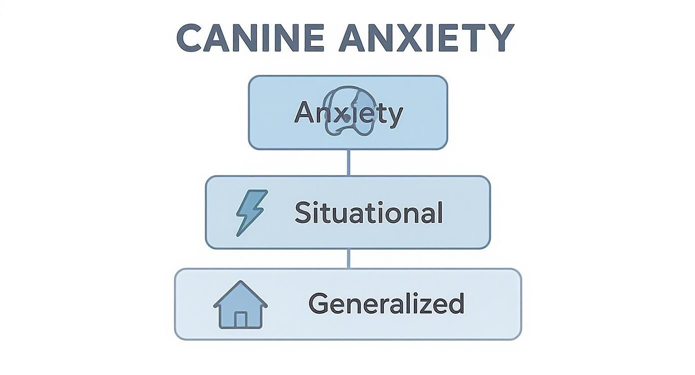 Infographic about medication for canine anxiety