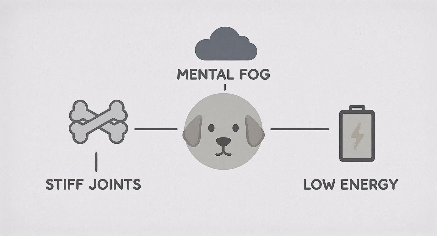 Infographic about supplements for older dogs