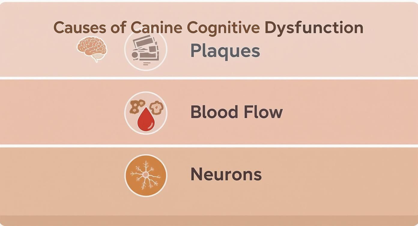 Infographic about canine cognitive dysfunction symptoms