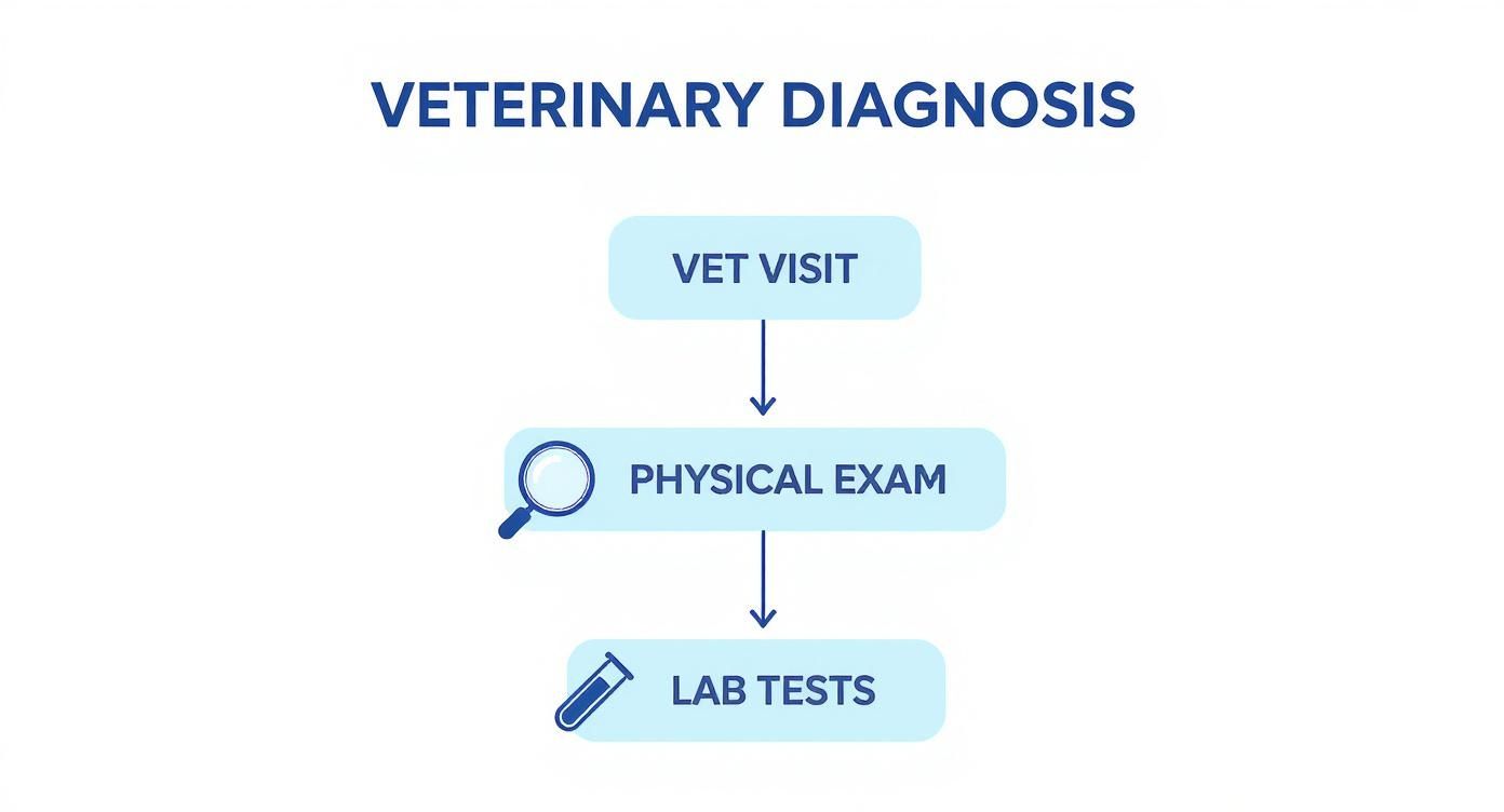 Infographic about cure dog depression