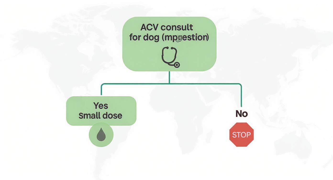 An infographic decision tree shows the safe process for using apple cider vinegar for a dog's digestion, starting with a vet consultation.