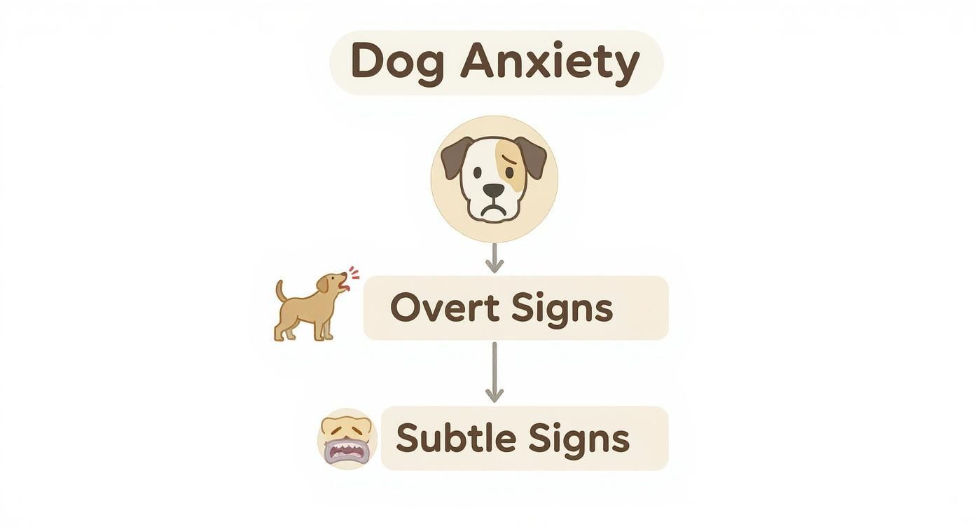 Infographic about dog anxiety
