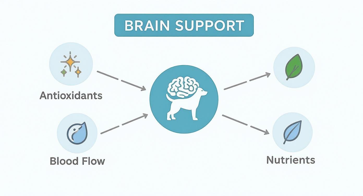 Infographic about cognitive supplements for dogs