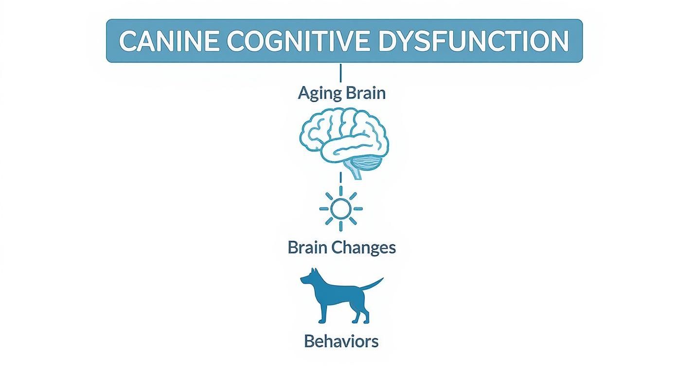 Infographic about signs of cognitive decline in dogs