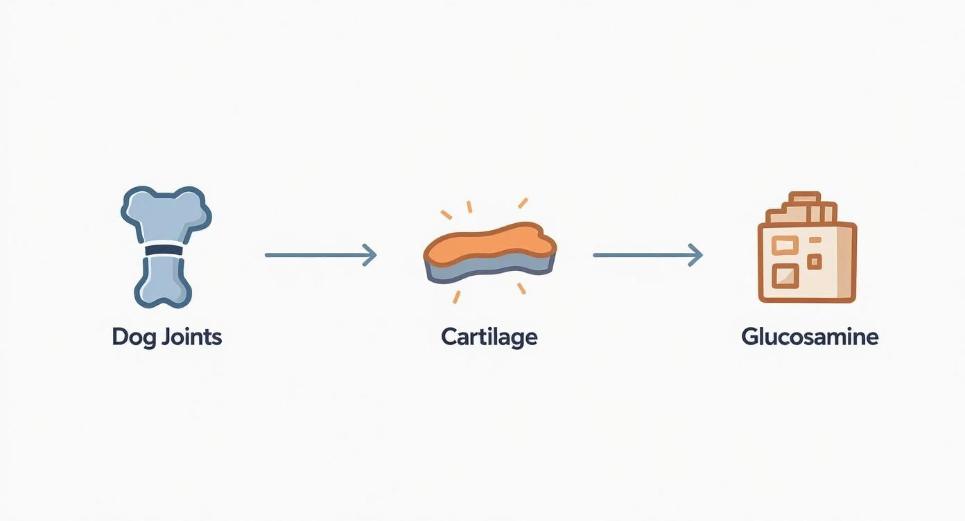 Infographic about glucosamine for dogs