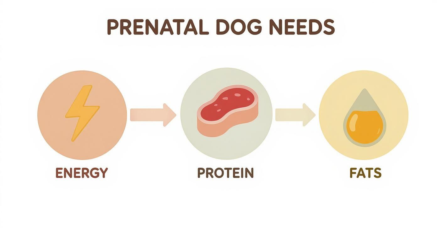 Infographic about multivitamins for pregnant dogs
