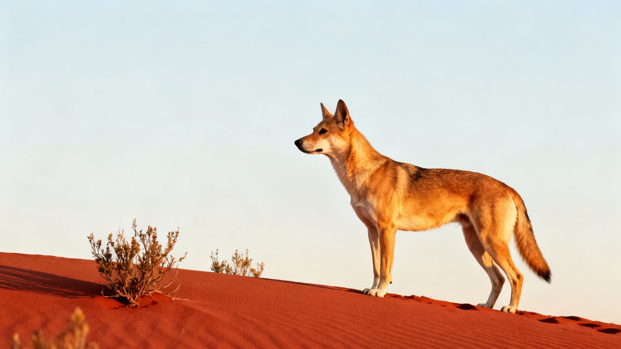 A dingo with golden-brown fur stands on a vibrant red sand dune against a light blue sky.