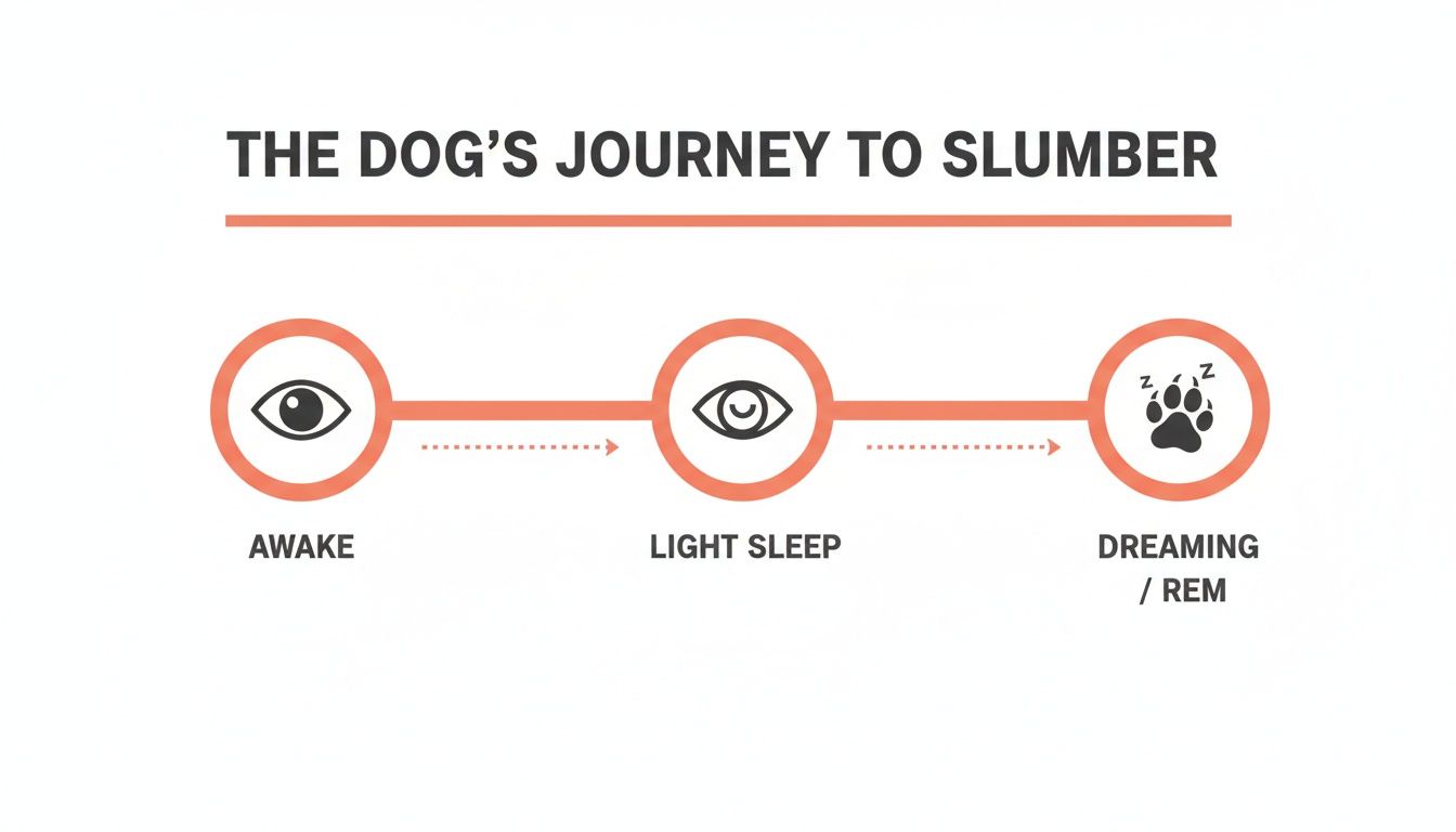 Infographic illustrating the dog's journey through sleep stages: awake, light sleep, and dreaming/REM.