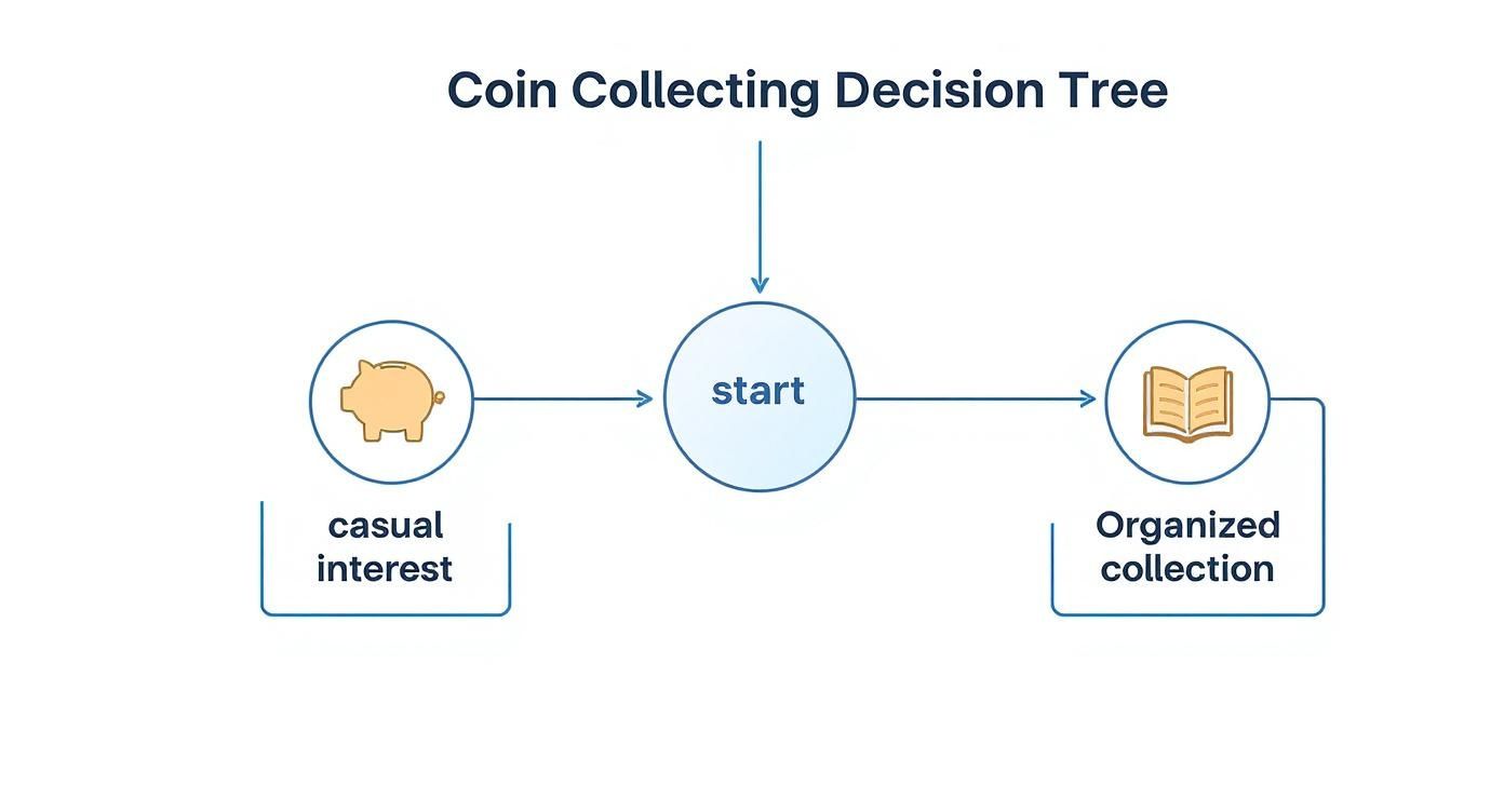 Coin collecting decision tree flowchart showing progression from casual interest to organized collection