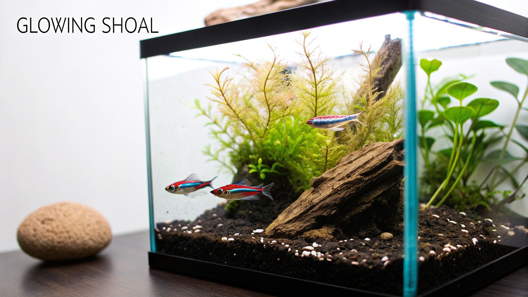 Neon Tetras