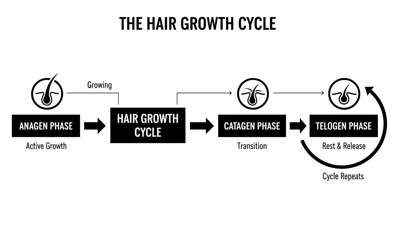 Diagram illustrating the three phases of the hair growth cycle: Anagen, Catagen, and Telogen.
