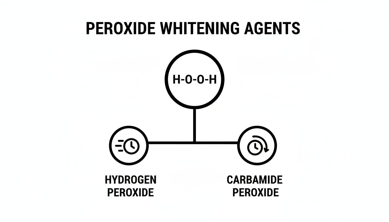 Diagram showing peroxide whitening agents, hydrogen peroxide (H-O-O-H) and carbamide peroxide.