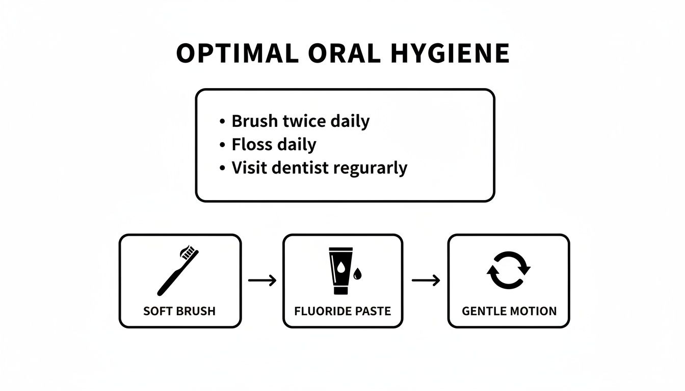 A diagram illustrating optimal oral hygiene practices: brush twice daily, floss, and visit dentist regularly.