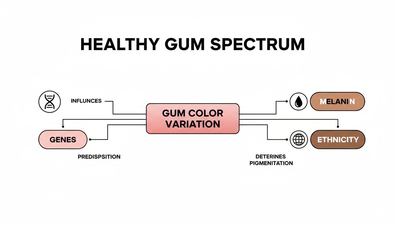 Diagram showing factors influencing healthy gum color variation, including genes, melanin, and ethnicity.