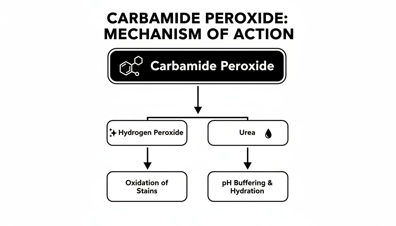 Flowchart illustrating carbamide peroxide's mechanism of action, decomposing into hydrogen peroxide and urea for teeth whitening.