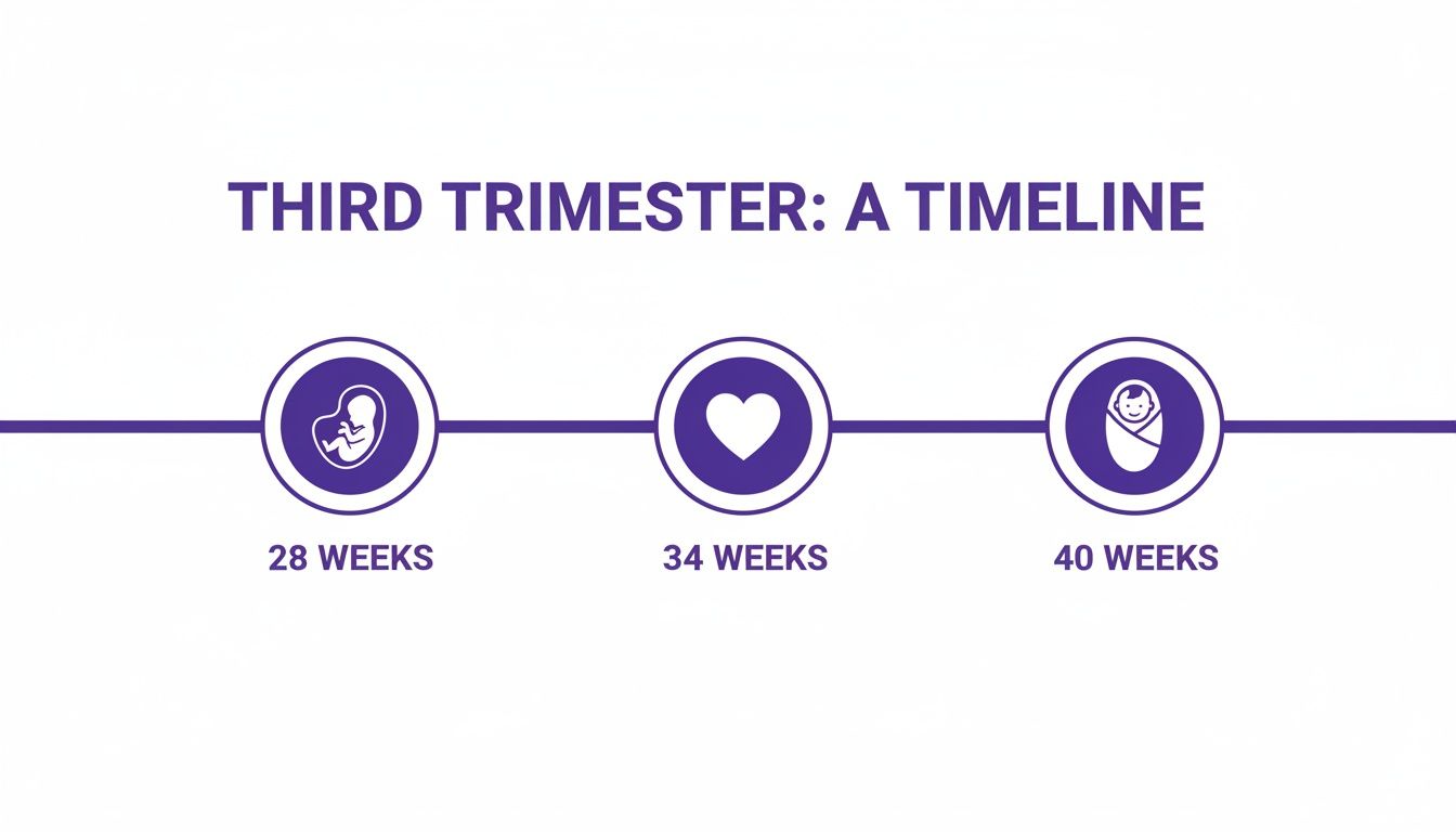 Third trimester timeline showing fetal development stages at 28, 34, and 40 weeks.