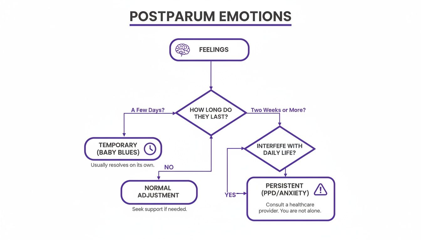 Flowchart explains postpartum emotions, differentiating between baby blues, normal adjustment, and persistent PPD/anxiety.