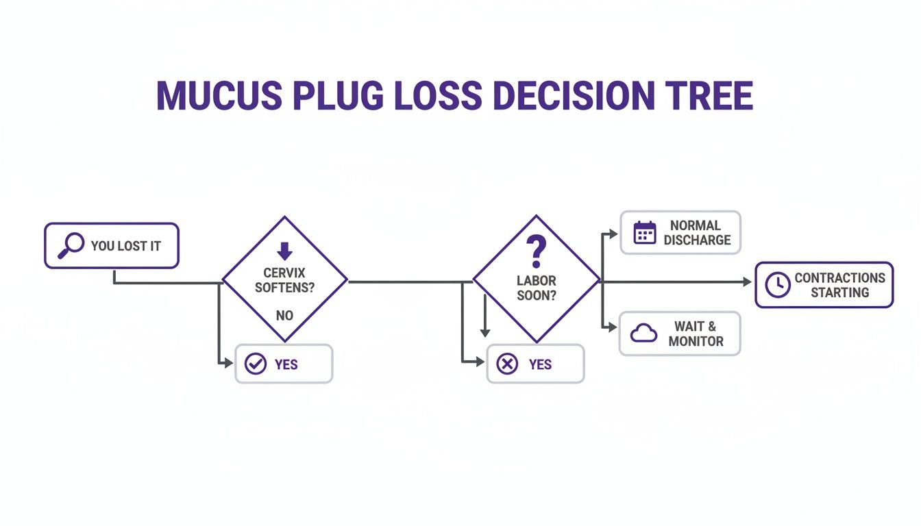 A decision tree flowchart for mucus plug loss, guiding choices based on cervix softening and labor proximity.